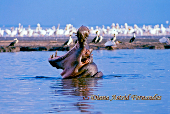 Hippo-yawning-Lake-Manyara-Tanzania